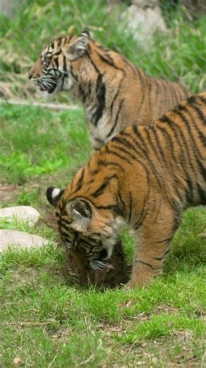 Go get'em tiger 🐯 #Shorts