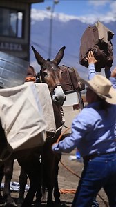 121K views · 2.9K reactions | Mule Days Strong! Thanks to you our fundraising level has hit $92,730!! We'll be celebrating at our 55th annual event May 20-25, so join us at the "Greatest Mule Show on Earth", only here in Bishop, California www.muledays.org for details. THANK YOU! #55yearsandstillkicking #mulesmadeamericagreat #muledays2025 | Bishop Mule Days Celebration | Facebook