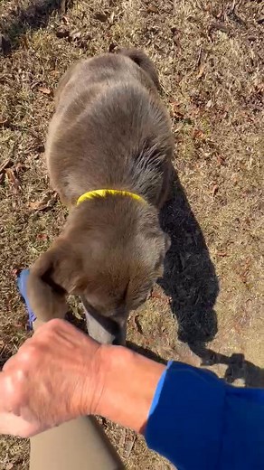 🎉CHIEF RESCUED BY Atlanta Lab Rescue🎉 ‼️🛟🆘UPDATE 11/17: CHIEF HAS BEEN MADE RESCUE ONLY BY A GA LICENSED RESCUE - DETAILS COMING SOON🆘🛟‼️ 📣CHIEF HAS POSSIBLE RESCUE INTEREST BUT NEED FOSTER - please comment if you can foster or message the page and we will put you in touch with the rescue📣 HCAS, 1688 Barber Road, Gainesville, GA 🩶Chief🩶 📣SWEET SENIOR ALERT📣 🐶Age: 8 years old. ⚖️Weight: 83#.�🏡Ideal Home: Any! Might prefer a calmer environment being a senior. �❤️Personality: Sweet bo