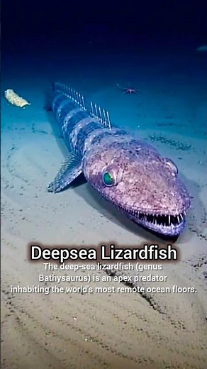 The DeepSea LizardFish