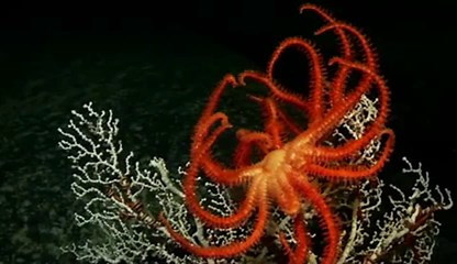 nature-complete : Free Download, Borrow, and Streaming : Internet Archive