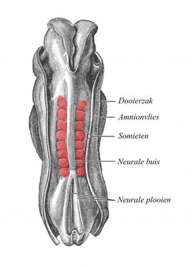 Définition | Somite : qu'est-ce que c'est ? | Futura santé