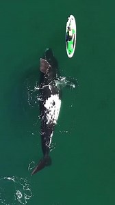 🐋😲 MESMERIZING! Drone footage shows a Southern Right whale seemingly play with a woman on a paddleboard and push the board gently forward. I don’t know whether I’d be paralyzed with fear or mesmerized with awe... lol. 📹: Maxi Jonas via AP Share videos and photos with us anytime: cbsaustin.com/chimein | John-Carlos Estrada CBS Austin