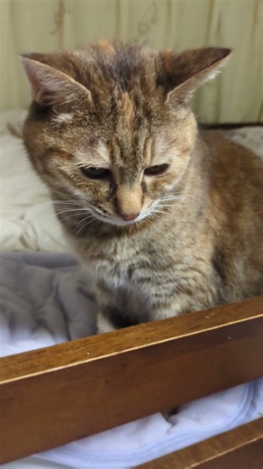 猫の日常1525