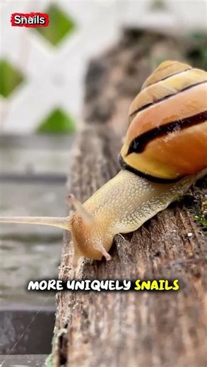Amazing Walking Snails: How Snails Glide Without Legs! #funfacts #animals #snails