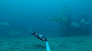 Port Macquarie Reef, an underwater view.... After almost two and a half years submerged 50m below the ocean's surface, the Port Macquarie artificial reef is promising recreational fishers the chance at some great winter fishing over the coming months! The most recent survey of the reef undertaken in June identified a number of great sportfish species including the Yellowtail Kingfish and their close relatives the Samsonfish and Amberjack. The sounder image (see comments) was taken using a split 
