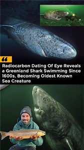 “Meet the 400-Year-Old Shark Still Swimming Today! 🦈 | Oldest Living Sea Creature Discovered” Radiocarbon dating reveals a Greenland shark born in the 1600s still alive today — making it the oldest known sea creature ever recorded! 🔬👁️ Witness the mystery of nature and deep-sea science like never before. 📽️ Watch Now & Dive Into History! Follow Us: @thinkbiguys 👉 Don’t forget to LIKE, SUBSCRIBE, and SHARE for more mind-blowing facts from the ocean depths! #GreenlandShark #OldestAnimal #Ocea