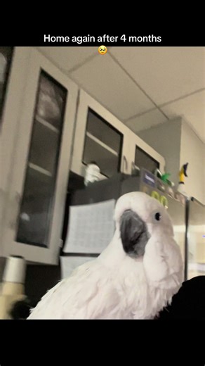 Home Again: The Joy of Returning After 4 Months