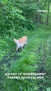 25K views · 471 reactions | Ce petit chien mignon a fait le buzz quand il a accompagné les représentantes des États-Unis de gymnastique artistique. Sa présence a non seulement amusé tout le monde, mais il a aussi une mission importante à accomplir au sein de l'équipe olympique. | Le Kiwi | Facebook