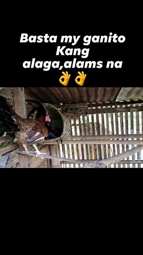 #bostonroundhead #gb_backyard #BreedingTips | GB Backyard Vlog