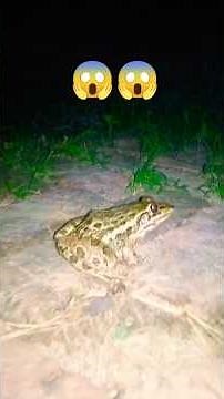 Catching frogs to meet catching frogs funny Funny frogs Catching Frog funny How to catch funny