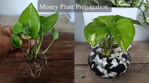 12K views · 41 reactions | Money Plant Propagation in water #moneyplant #facebookpost #facebookviral #viralvideo #trendingvideo | Gardening Ideas | Facebook