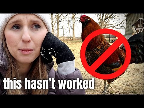 Rooster Is ATTACKING Us...What to do with an aggressive rooster?