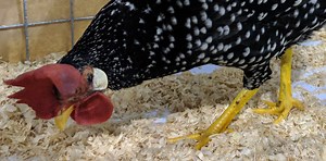 What is wrong with my chickens feet?