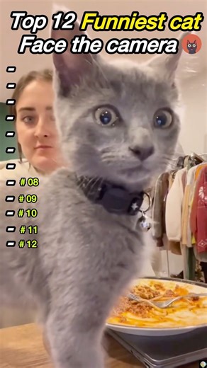 Cat Face Camera Moment Is Too Funny #denzelwashington