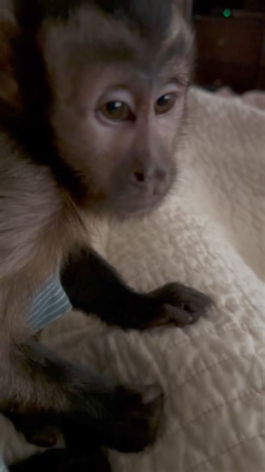 Can we say grouchy woke up on the wrong side of the bed! Well it’s going to be one of them days … #nash #grouchy #fyp #everyone #monkey | Georgie Boy the Monkey