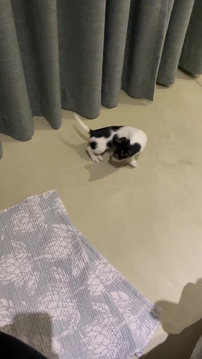 This little dog is just too cute for words #furkids #dogslife #dogmom #petsoftiktok #lovemydog