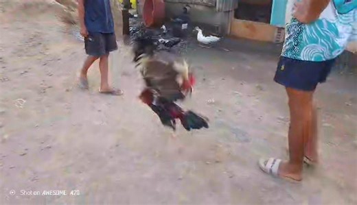 Mma Backyard on Reels