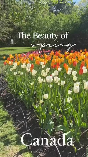 @Beauty Of Spring #tulip #cherryblossom #spring #springtime #springvibes #toronto #ontario #canada | Nancy Dela Virgo Ripo