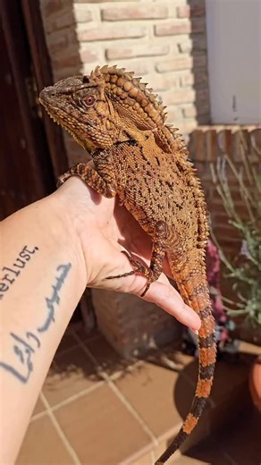 3.9K views · 7.1K reactions | Check out this impressive Abbott’s crested lizard (Gonocephalus doriae abbotti) at @colubra_reptiles! 李 TRR is made possible by @redlineshipping #abbottscrestedlizard #gonocephalusdoriaeabbotti #angleheadlizard #lizard #reptile #reptilefanatics #reptilepets #reptilekeeper #herpetology #herpetoculture #thereptilereport #thereptilereportofficial | The Reptile Report | Facebook