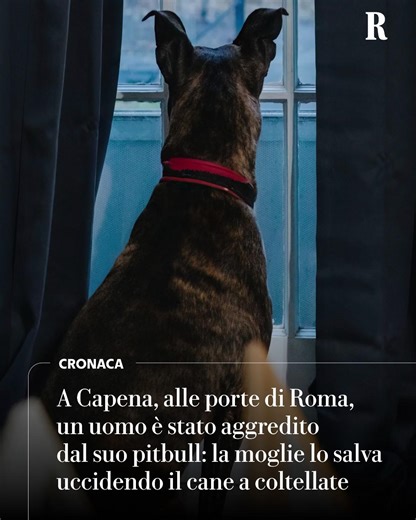 Aggressione Domestica: Uomo Attaccato dal Pitbull a Capena