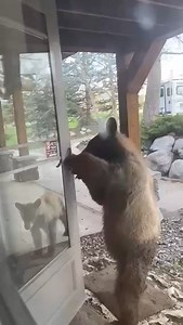 490K views · 20K reactions | A Steamboat Springs resident had some unwelcomed visitors to their door this afternoon. Two young bears were captured on video trying to get inside the house. The homeowner banged on the window to scare the bears off. The bears' mom was nearby. Wildlife officers remind residents in bear country to lock their cars and homes because (as you can see in the video) bears know how to open doors. Video courtesy of Steamboat Radio. | Denver7 | Facebook