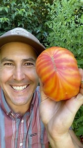Kyle Hagerty | Urban Farmstead | Striped German #tomato #homegrown #tomatoes #plants #garden #gardening #harvest | Instagram