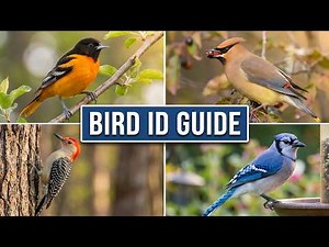 The Ultimate Backyard Bird ID Guide: Common & Rare Species! 🐦