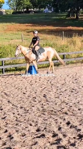 Mastering Horse Transitions: Walk to Canter Techniques