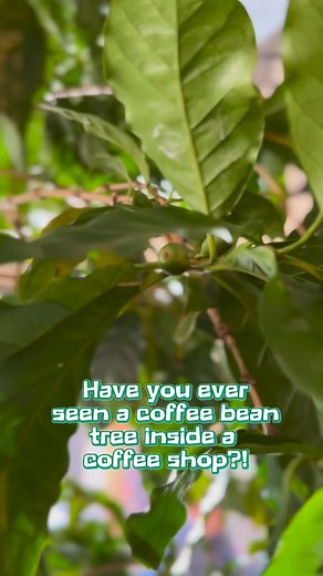 53 reactions · 6 comments | We have been gifted a 20-year-old coffee...