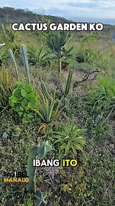 CACTUS GARDEN KO Doc Abel Manalo8:Doc Abel Manalo] #garden #cactus #ko | Doc Abel Manalo