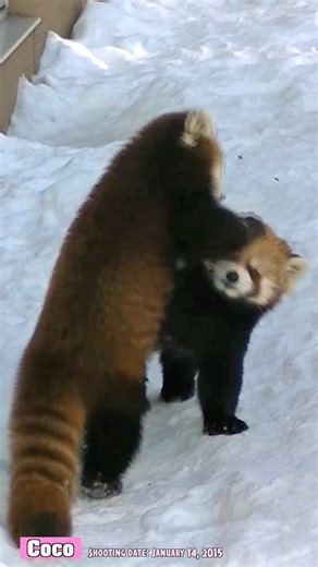 息子のちょっかいをスルーするレッサーパンダのココ（2015年1月14日撮影）