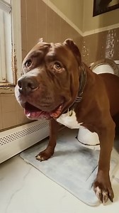 Dog trained to pee in the toilet—funny and impressive