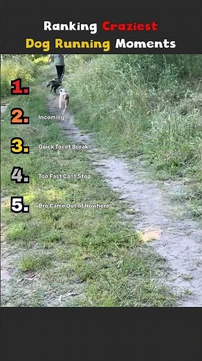 Ranking Craziest Dog Running Moments
