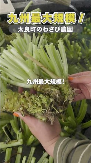 [Largest in Kyushu] I Visited a Wasabi Farm in Tara Town!🌿