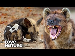 Wild Dog Pups Under Attack by Hyena Clan | Love Nature