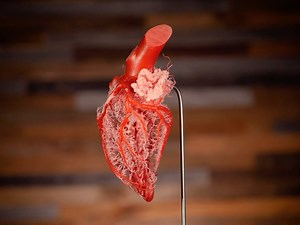 Happy Valentine’s Day from the bottom of our (sheep) hearts! 💞 💝 🌹 💕 ￼ This corrosion cast perfectly replicates the pathways of a heart's blood vessels. | Ripley's Believe It or Not!