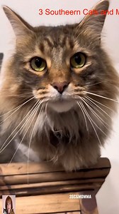 16K views · 987 reactions | Tigger is all confused or wasted. #3southerncats #family #tiktok #loves #reels | Southern Cats | Facebook