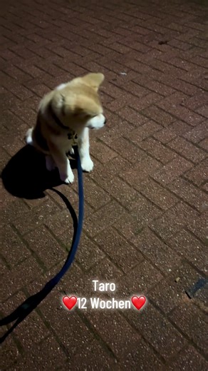 #akitainu #hunde