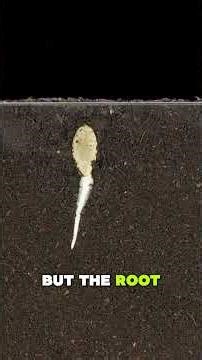 What Happens Inside a Seed Before It Sprouts? 🌱 #science #plantscience #biology