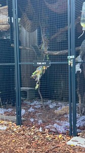 84 reactions · 18 comments | Chip & Dale play alllll day like this lol … sooo cute to watch .. they will be next for release  | Squirrelly AF Wildlife Sanctuary | Facebook