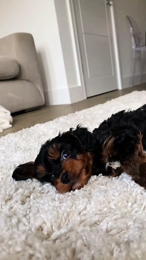 Bailey the Grown-Up Cavapoo, A Heartwarming Transformation