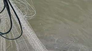 6.5K views · 46 reactions | Guess I need to start working out. Couldn't lift this one. Good problem to have I reckon! Made for a seriously slimy net. Had to dump back 3 or 4 of these today and try to catch less. Love some fall shadding. Anybody else whacking some bait? #shadhard #shadporn | Shad Man | Facebook