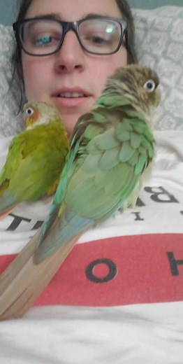 conure songs 🎵 #parrotsoftiktok #greencheekconure #dance #conure #party