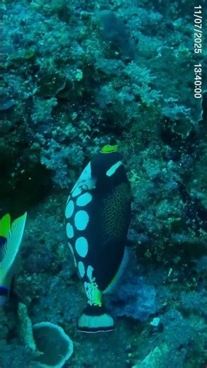 Clown Triggerfish #triggerfish