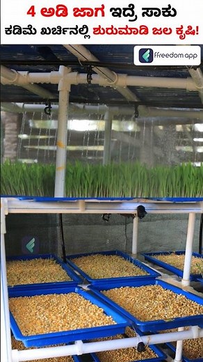 How to Build a Budget-Friendly Hydroponics Fodder System! #shorts #hydroponicfodder #hydroponicfarm