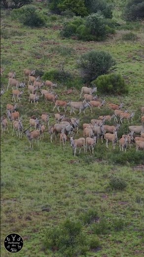 EPIC Migration! HUGE Herd of Eland Stampede on African Plains (4K Drone)