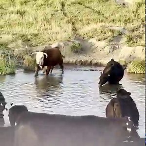 825K views · 19K reactions | “Takin care of business!” Gettin cows bred. What a pretty video. This Van Newkirk 5 yr old has held up well. Thanks for the cool video Tobin Mettling, Kansas. | Van Newkirk Herefords | Facebook
