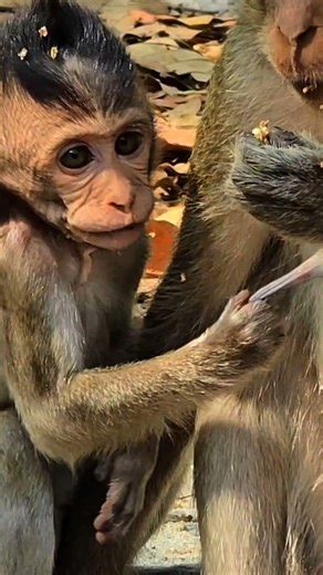 The baby monkey is very smart and plays tricks on its mother until its mother doesn't .. Ep 5 ....!!