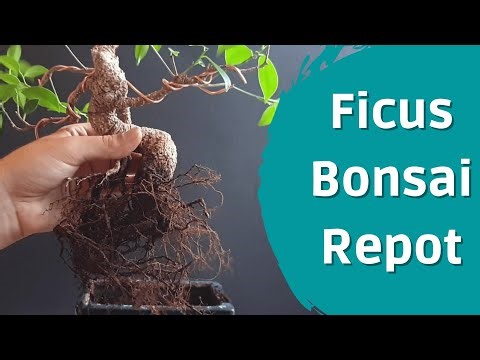 How To Repot A Ficus Bonsai